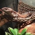 Гамак для рептилій Repti-Zoo Seaweed Hammock M DC09P 30x20x20 см з натуральних водоростей