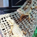 Гамак для рептилій Repti-Zoo Seaweed Hammock M DC09P 30x20x20 см з натуральних водоростей