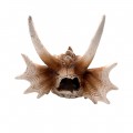 Декорация черепа дракона Hobby Dragon Skull L 28,5×21,5×19,5см для аквариума и террариума (32076)