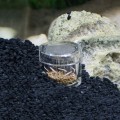 Ловушка для ​​планарии Hobby Planaria X (61345)