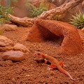 Порошок глиняный для террариумного субстрата Hobby Terrano Clay Powder Red 1,3 кг (33210)