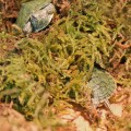Сфагновый мох Repti-Zoo Sphagnum moss 100г. 4.5л. (SB031)