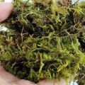 Сфагновый мох Repti-Zoo Sphagnum moss 100г. 4.5л. (SB031)