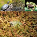 Сфагновый мох Repti-Zoo Sphagnum moss 100г. 4.5л. (SB031)