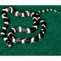 Коврик-субстрат Repti-Zoo Carpet Mat 45x45см (EC01)