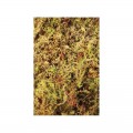 Живий мох Komodo Habitat Moss 1,5л (83003)