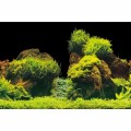 Аквариумный задний фон Aqua Nova Скалы/Растения 60x30см (ROCK/PLANTS S)