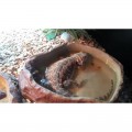 Миска для воды Repti-Zoo L ERB09L 28x22x6см (RZ-ERB09L)