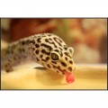 Миска для води Repti-Zoo S 15x12x4см (ERB09S)