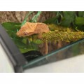 Ліана з натуральним мохом Repti-Zoo 1,5см x 2м (RV0215)