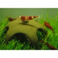 Декорація для креветок Aqua Nova Star Shrimp 50мм (N-30012)